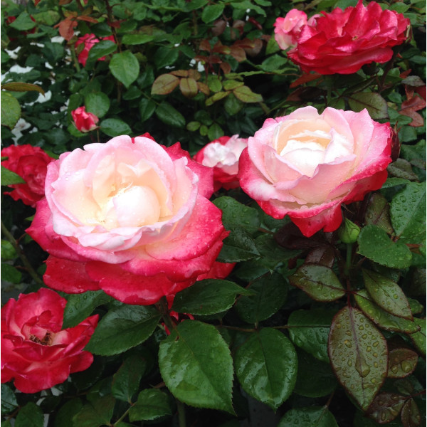 NOSTALGIE® NOSTALGIE®